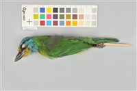 藏品(五色鳥)的圖片